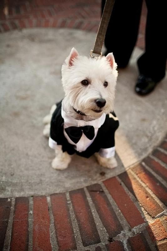Gentleman's Choice, gallery photograph 9